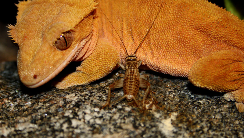 Illustration for article titled Shooting Challenge: Bugs 1
